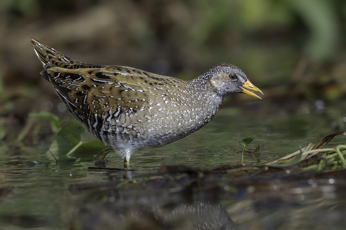 Spotted Crake - Sriram Reddy