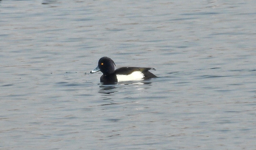 Tufted Duck - R Thapar