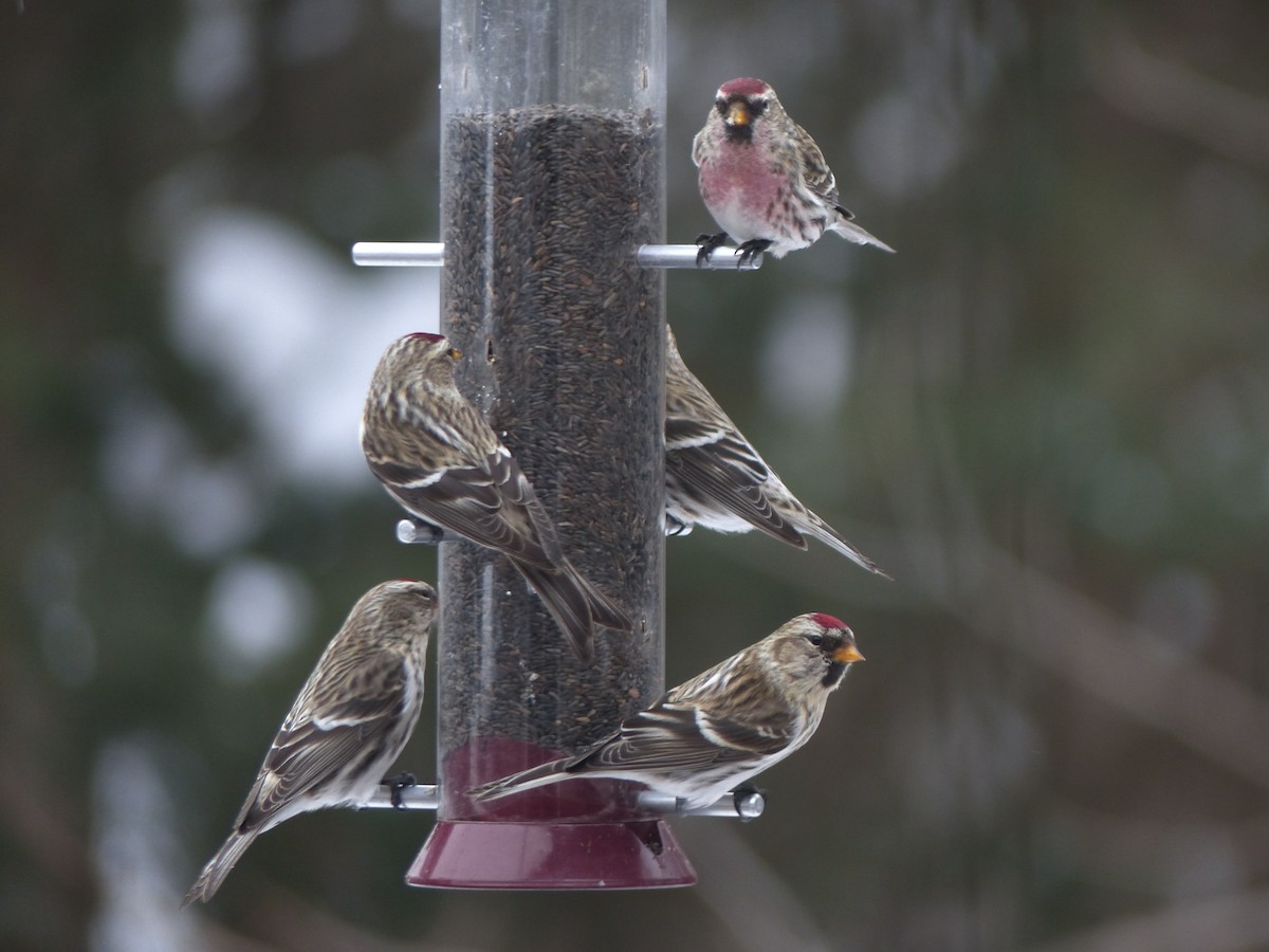 Common Redpoll - ML303673181