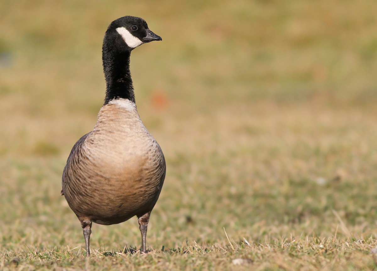 Cackling Goose - ML303674231