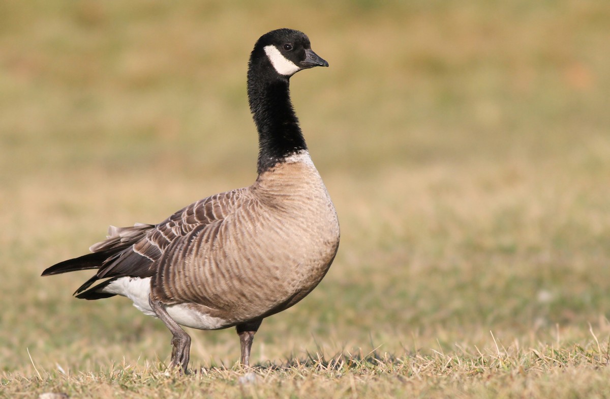 Cackling Goose - ML303674251