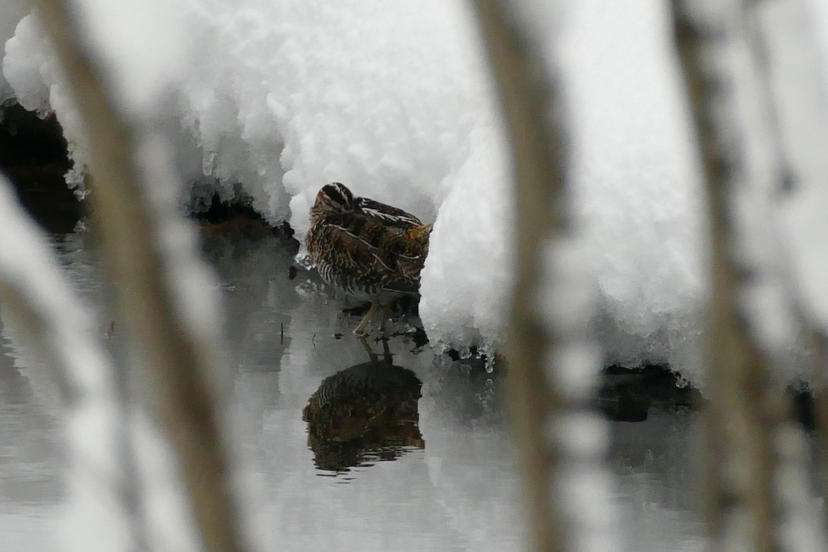 Wilson's Snipe - Alicia Williams