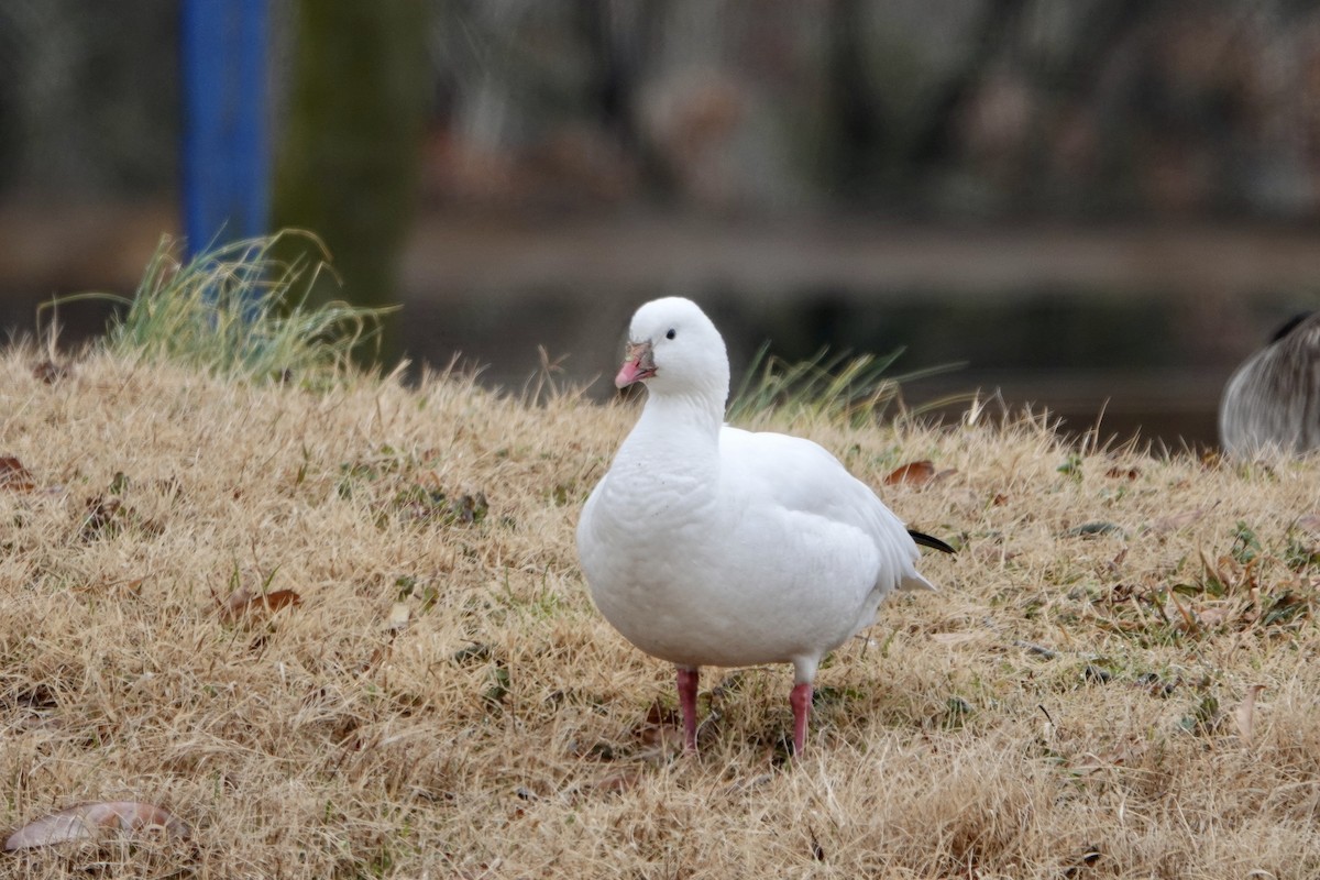 Ross's Goose - June McDaniels