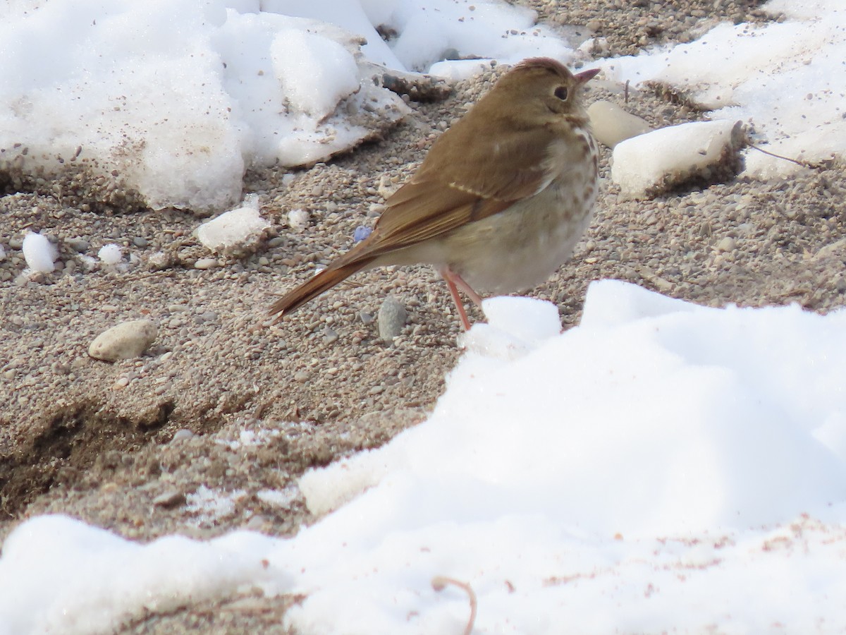 Hermit Thrush - ML303674911