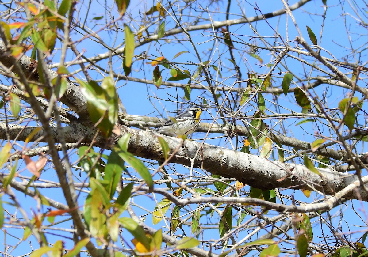 Yellow-throated Warbler - ML303675801