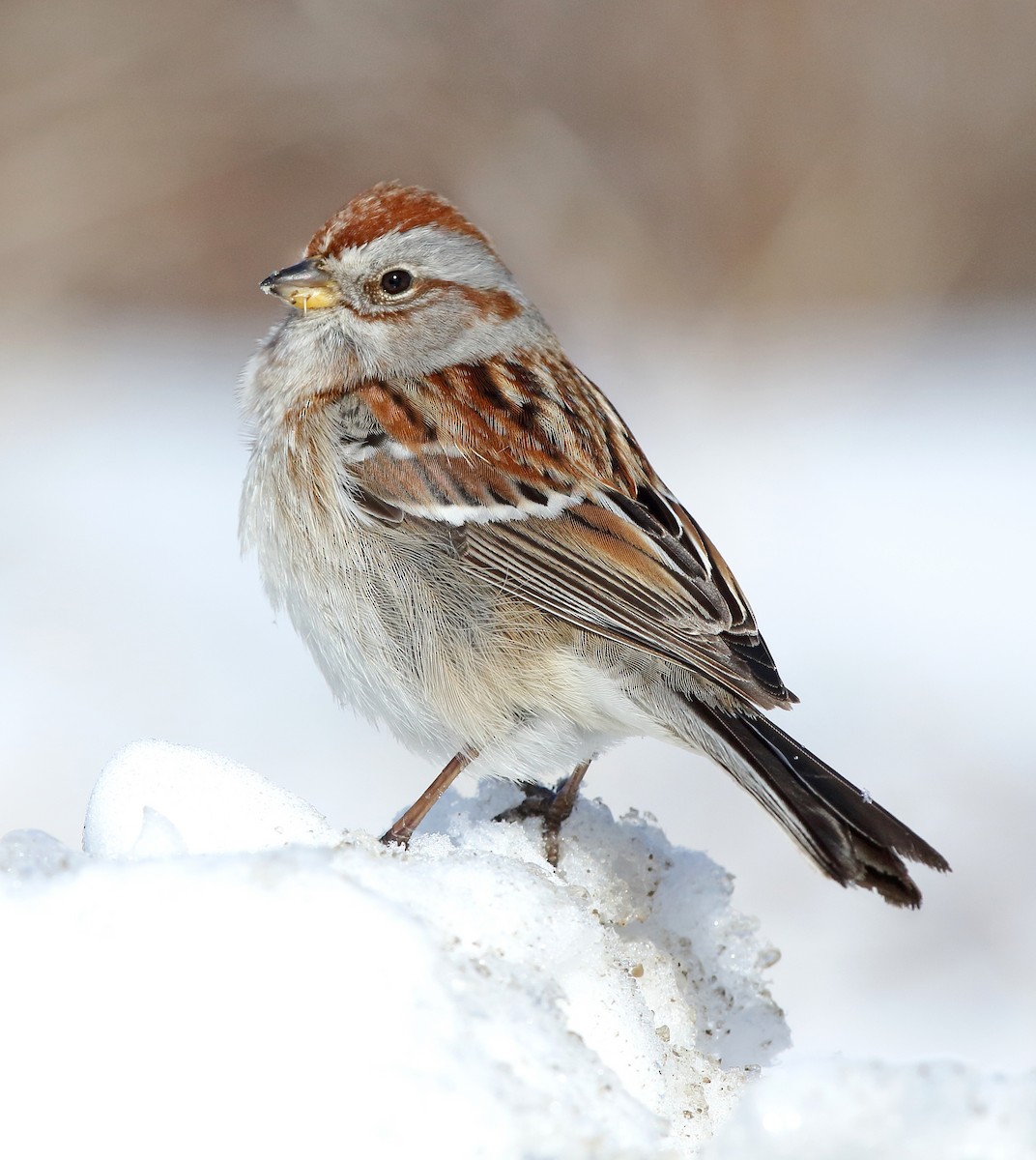 American Tree Sparrow - ML303676521