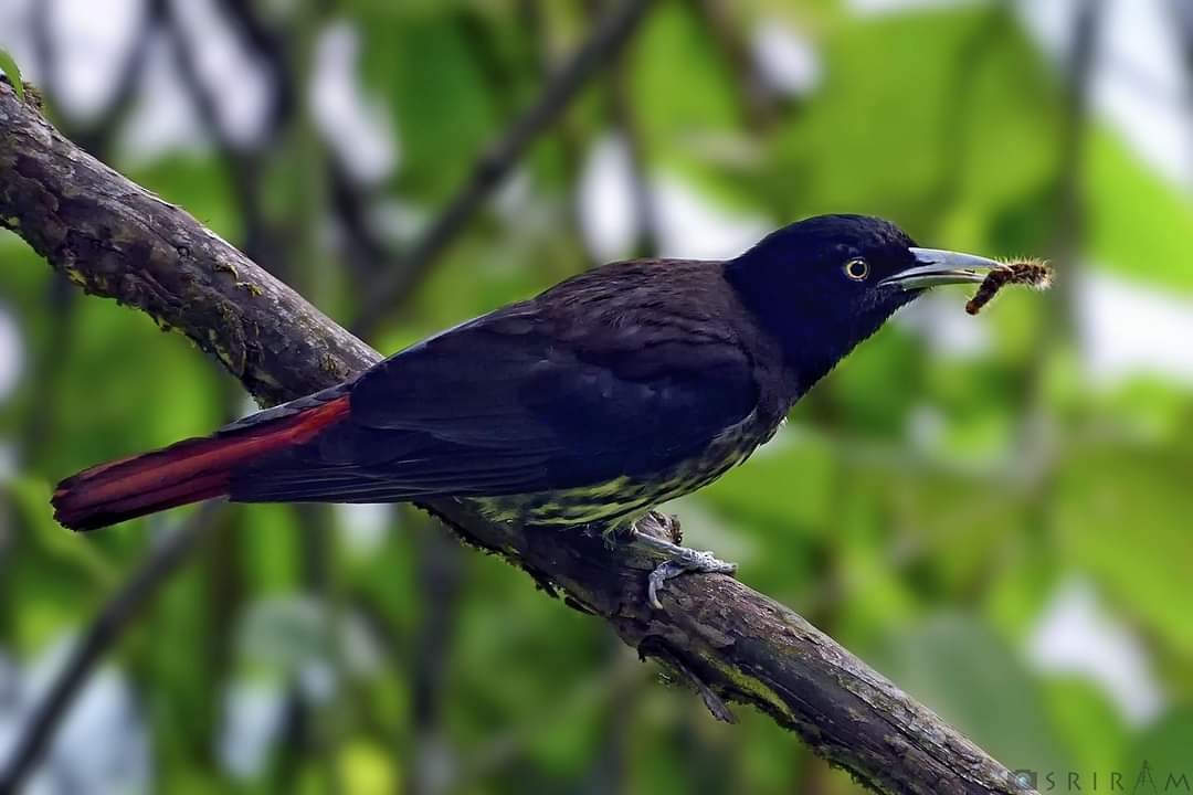 Maroon Oriole - Sriram Reddy