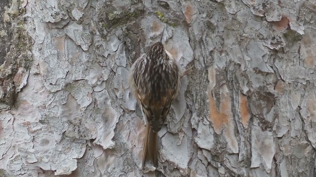 Short-toed Treecreeper - ML303676681