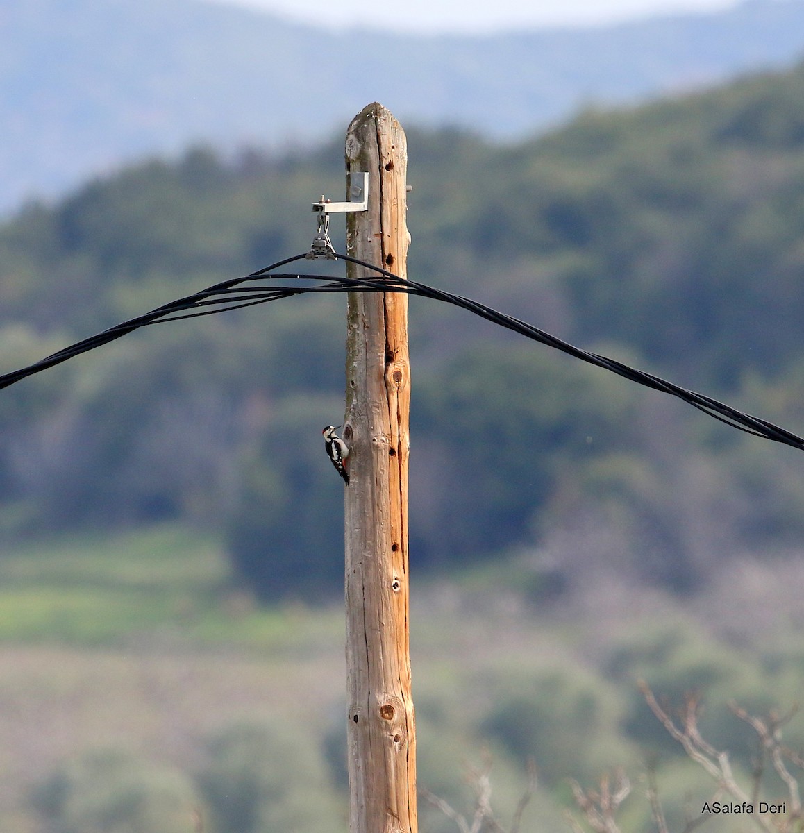 Syrian Woodpecker - ML303677061