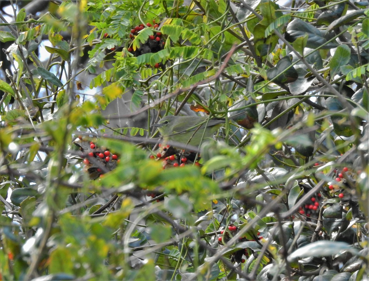Orange-crowned Warbler - ML303677511