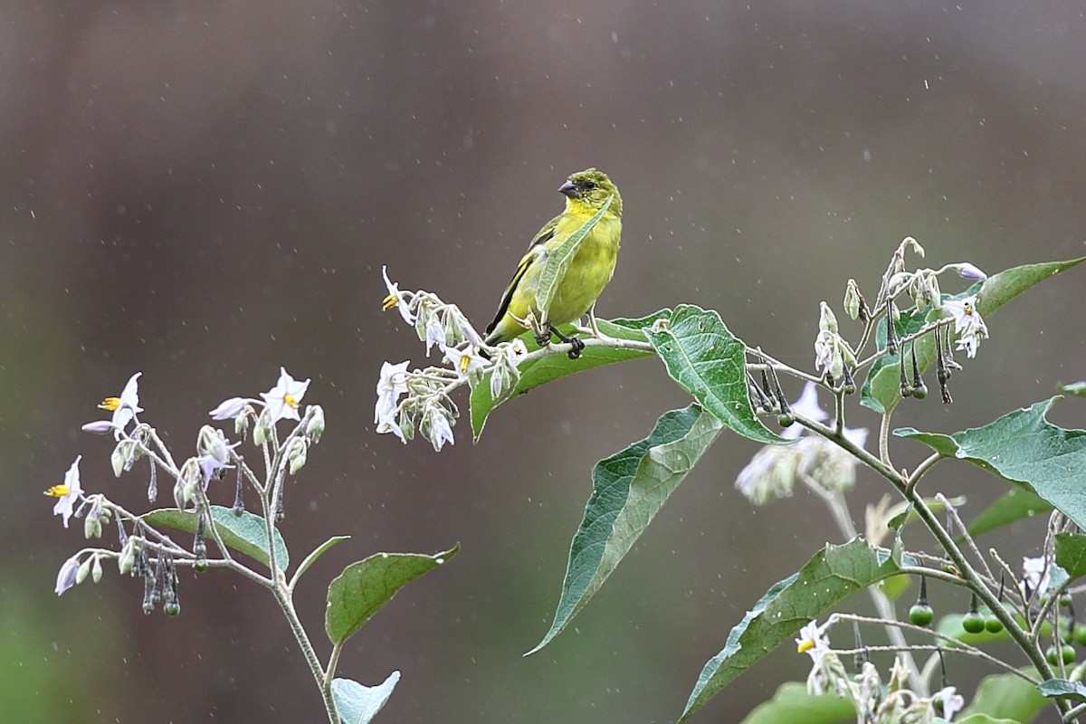 Yellow-faced Siskin - ML303677751