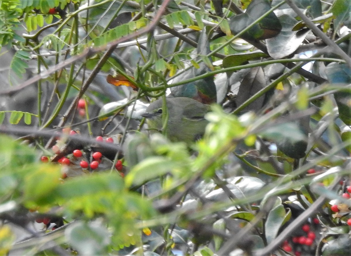 Orange-crowned Warbler - ML303677921