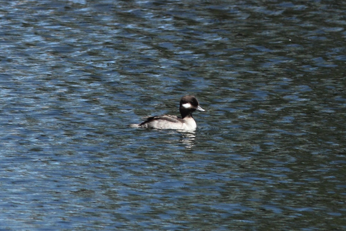 Bufflehead - ML30367891