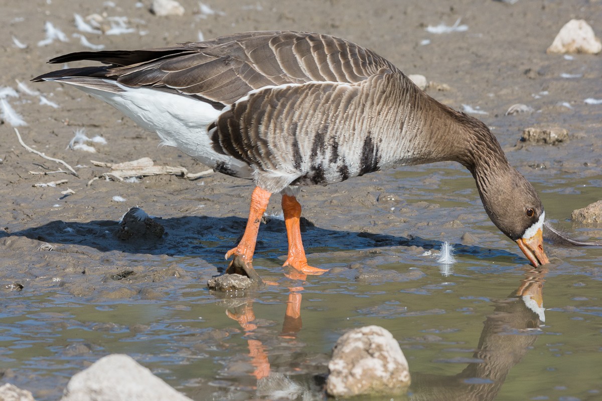 Greater White-fronted Goose - Juan Miguel Artigas Azas