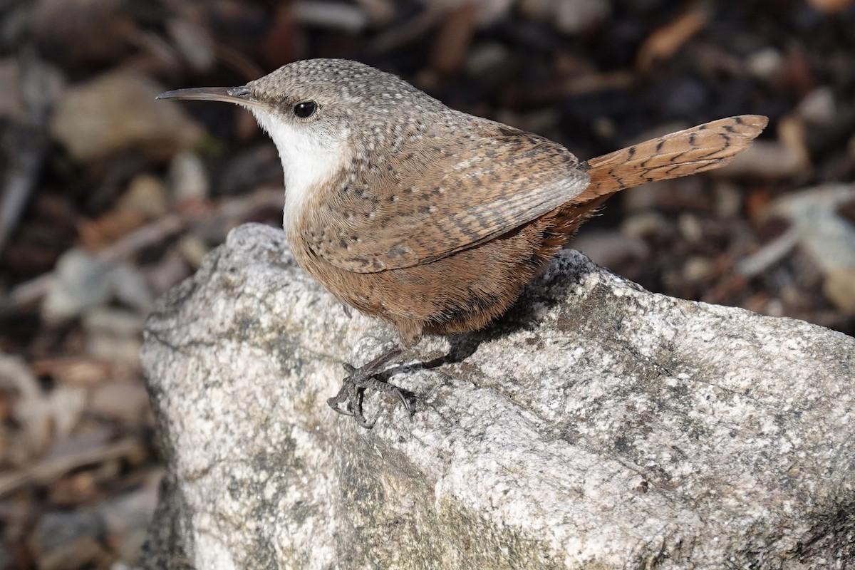 Canyon Wren - ML303679901