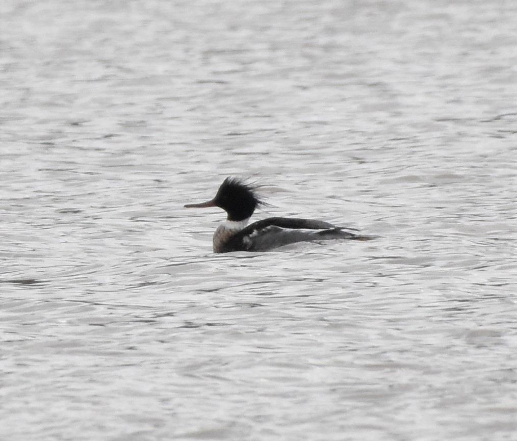 Red-breasted Merganser - ML303679961