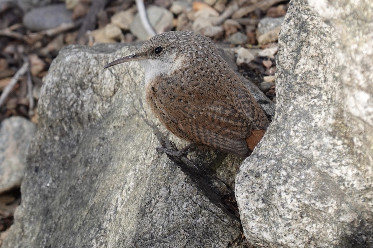 Canyon Wren - ML303679971