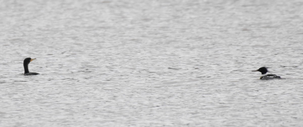 Red-breasted Merganser - ML303679981