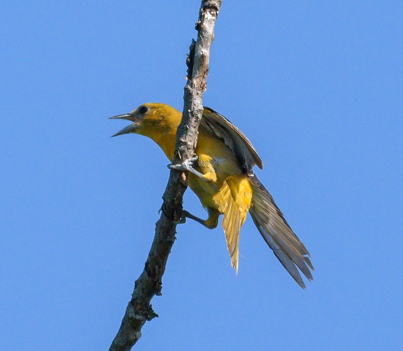 Baltimore Oriole - Mike Bailey