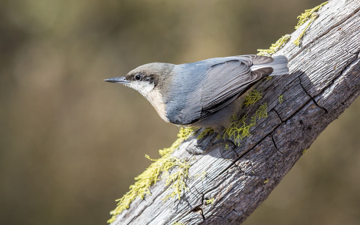 Pygmy Nuthatch - ML303682391