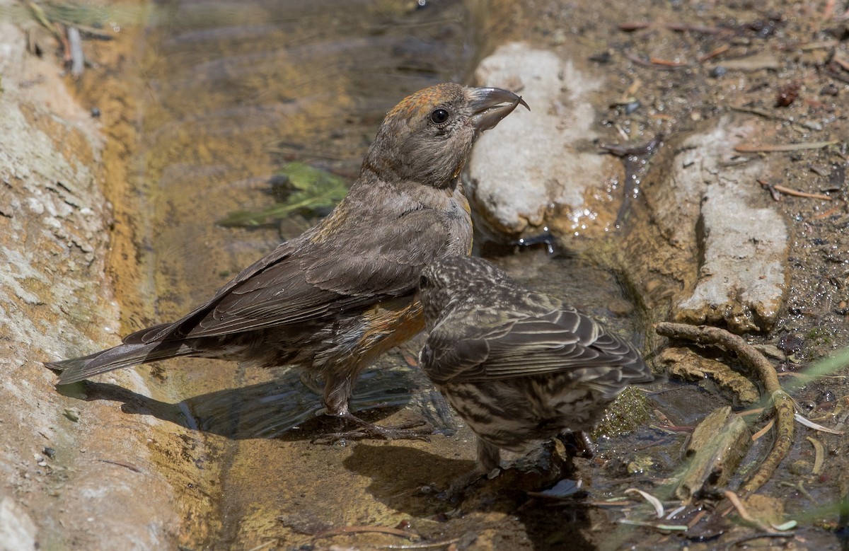 Red Crossbill - ML303683271