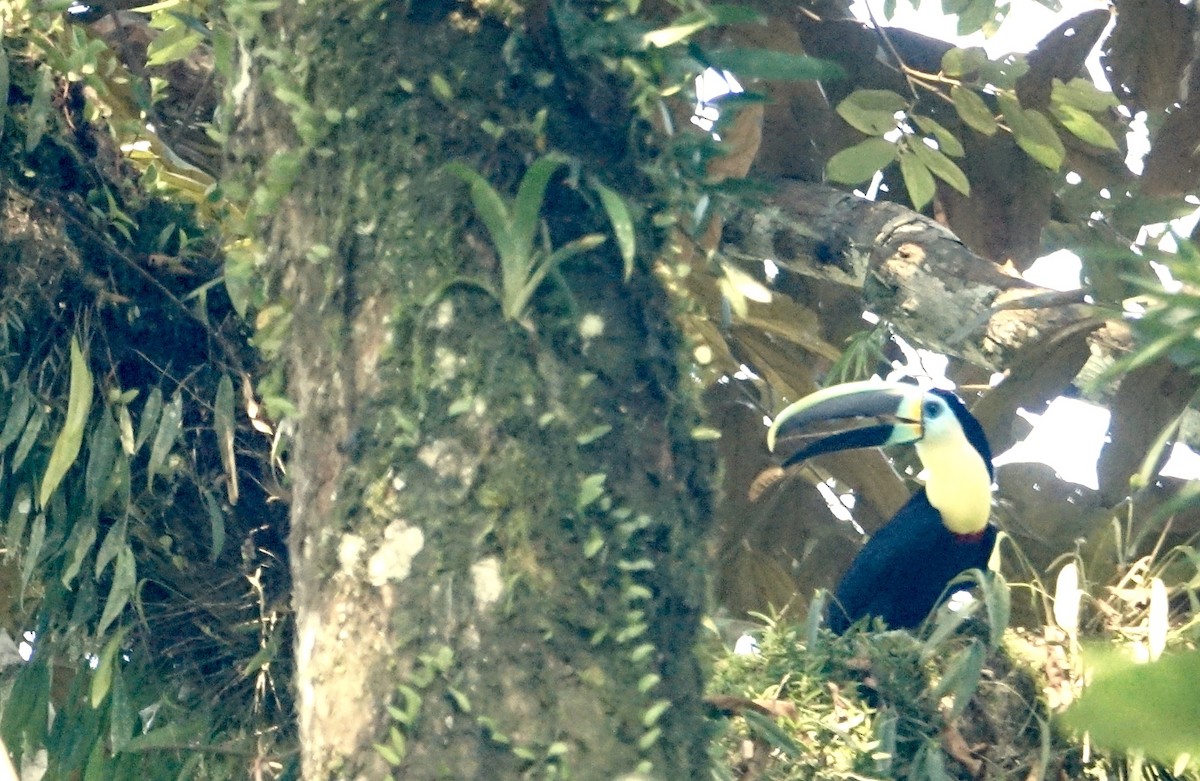 Channel-billed Toucan - ML303684101