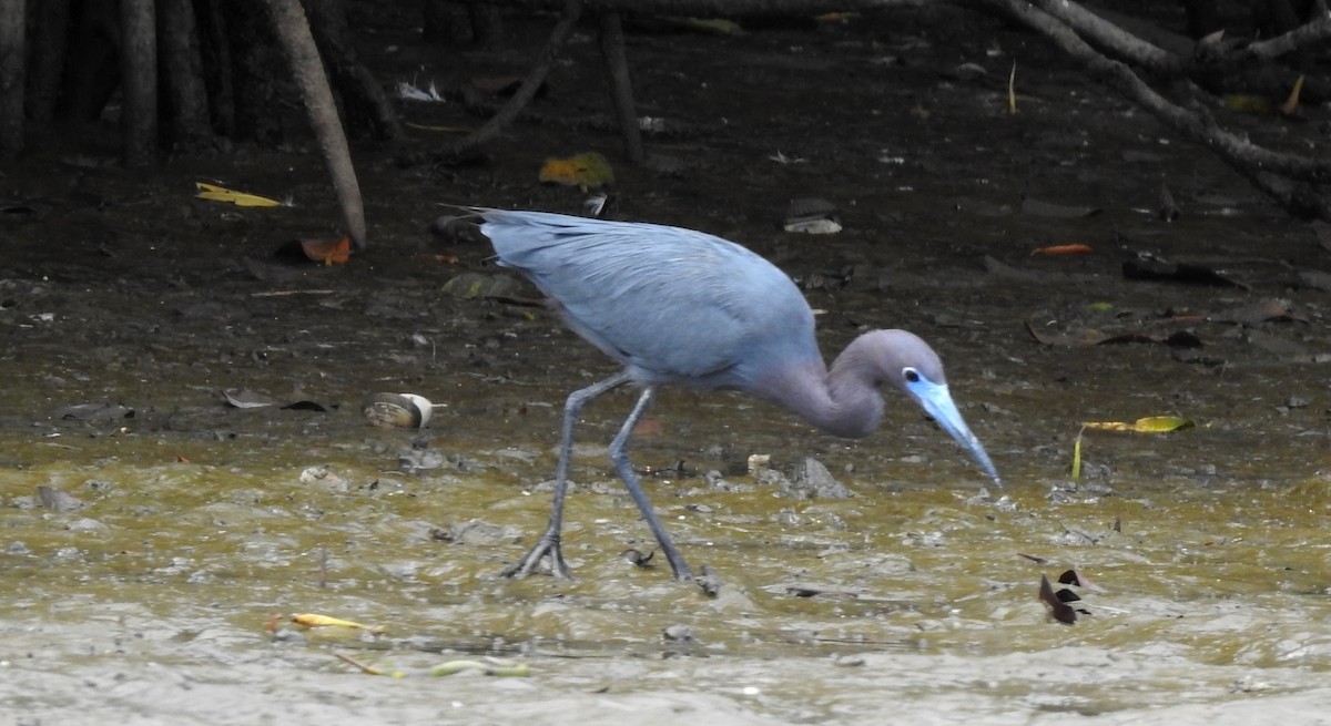 Little Blue Heron - ML303684251