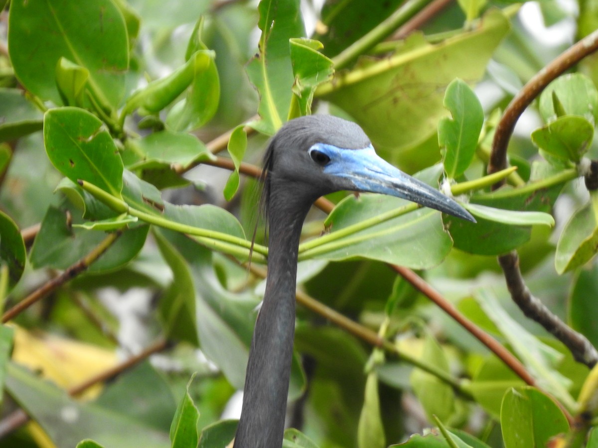 Little Blue Heron - ML303684271