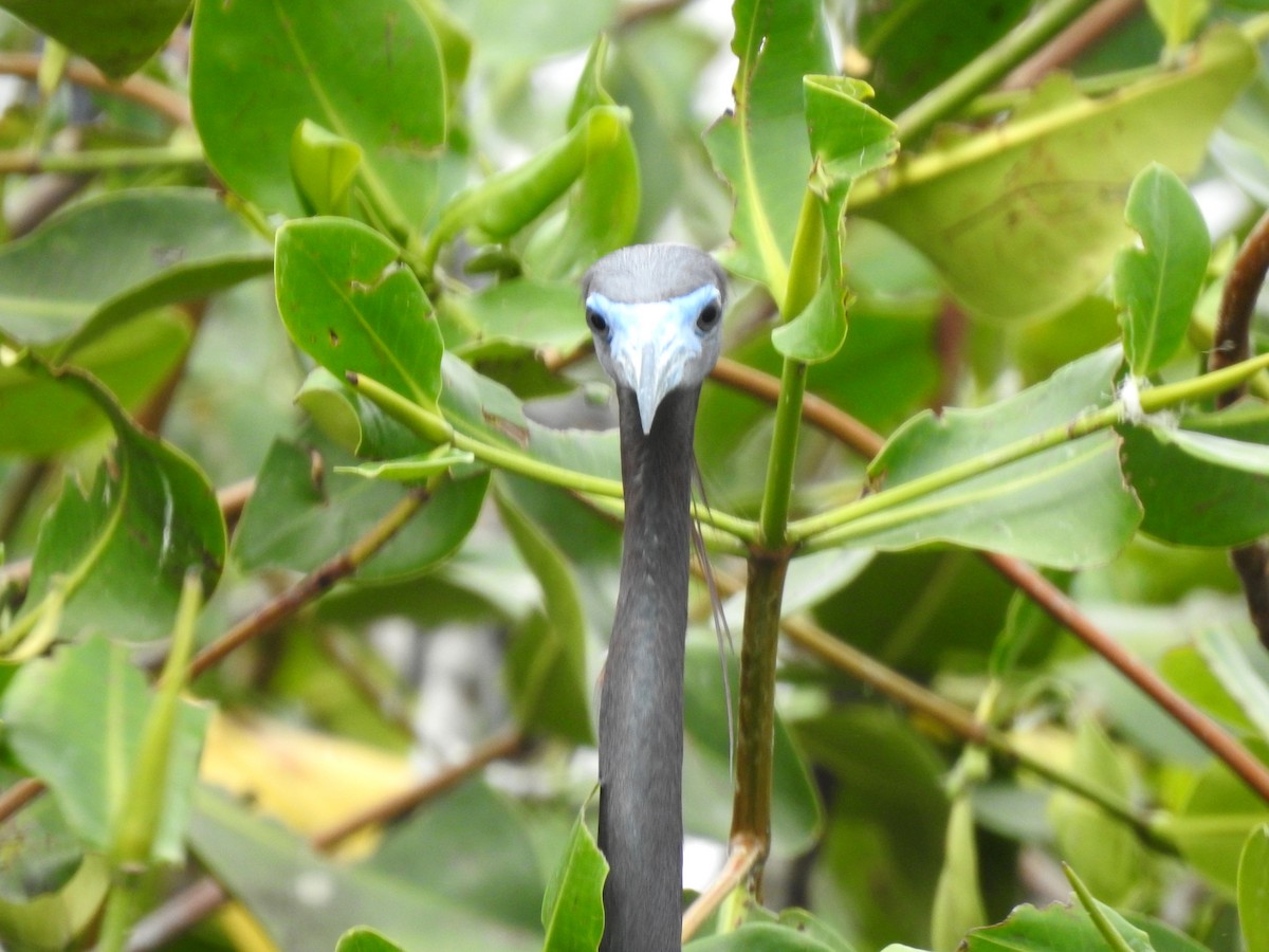 Little Blue Heron - ML303684341