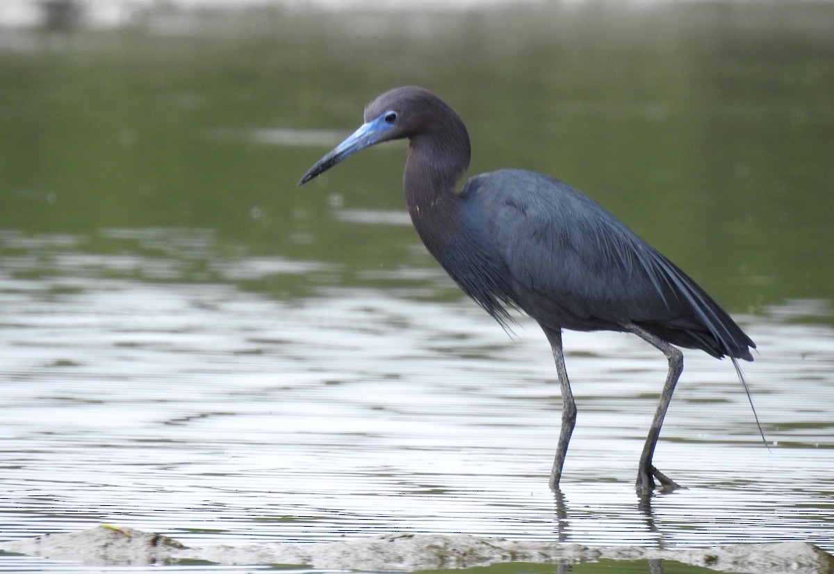 Little Blue Heron - ML303684351