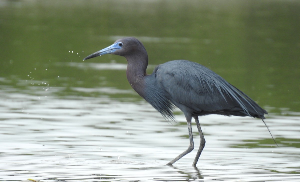 Little Blue Heron - ML303684461