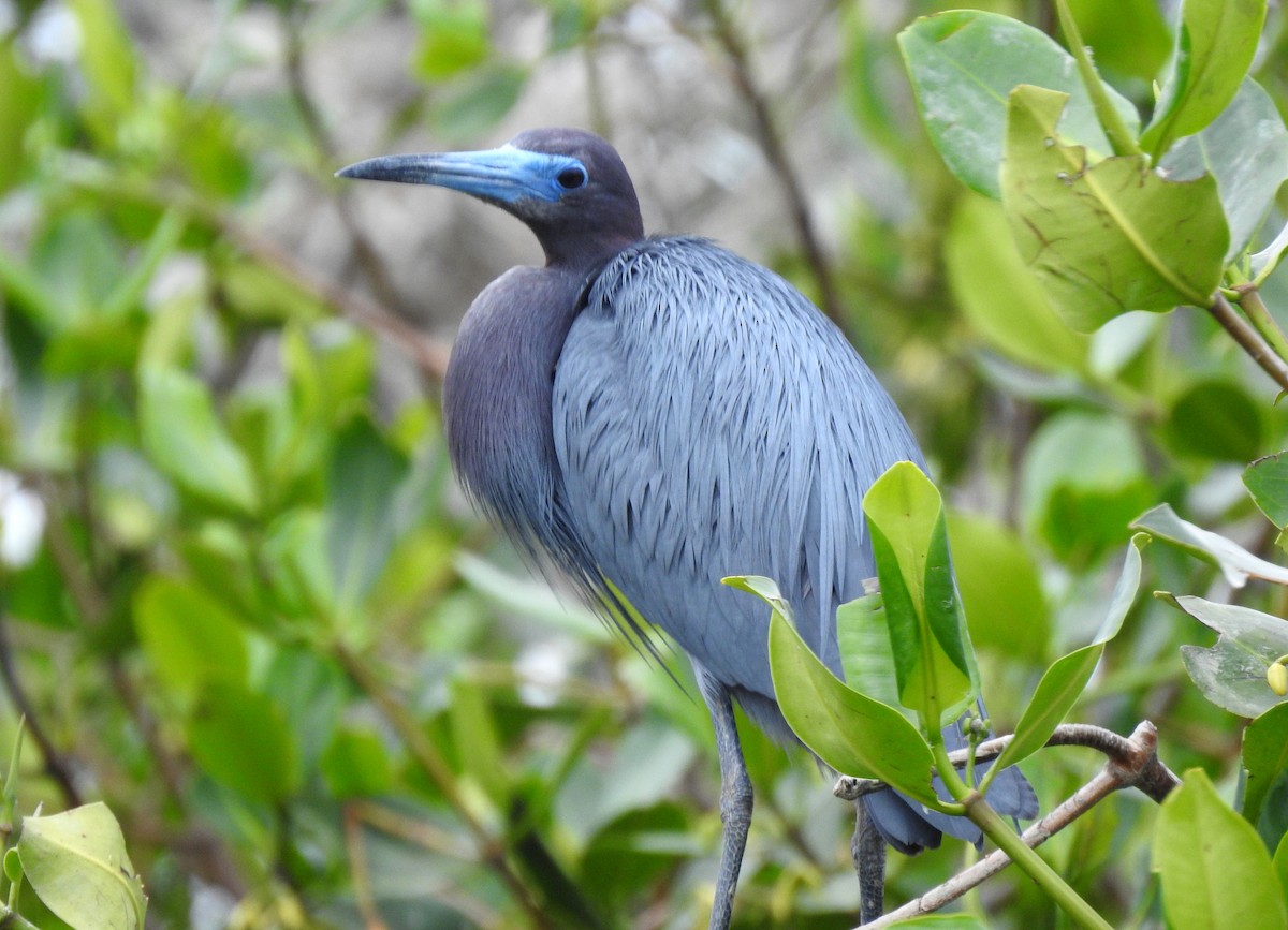 Little Blue Heron - ML303684571