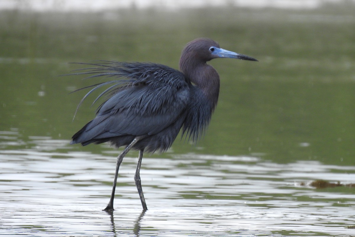 Little Blue Heron - ML303684581