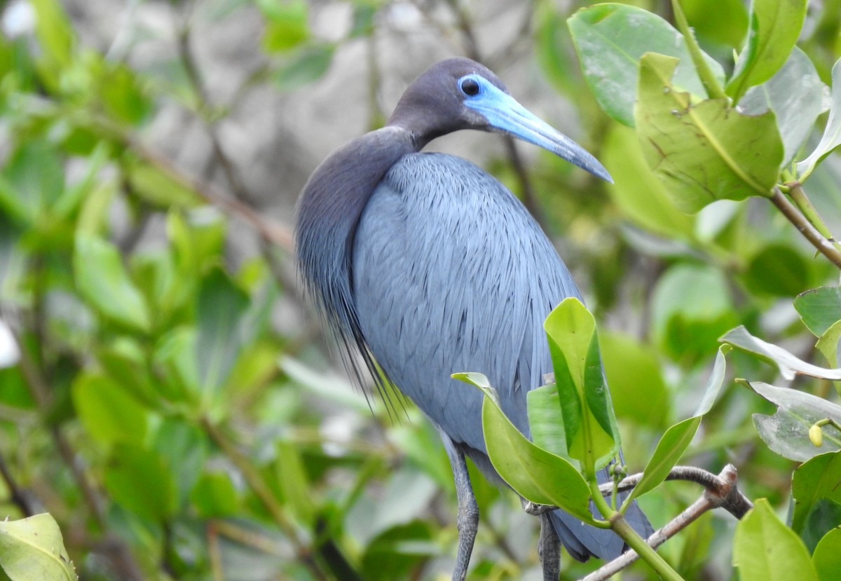 Little Blue Heron - ML303684611