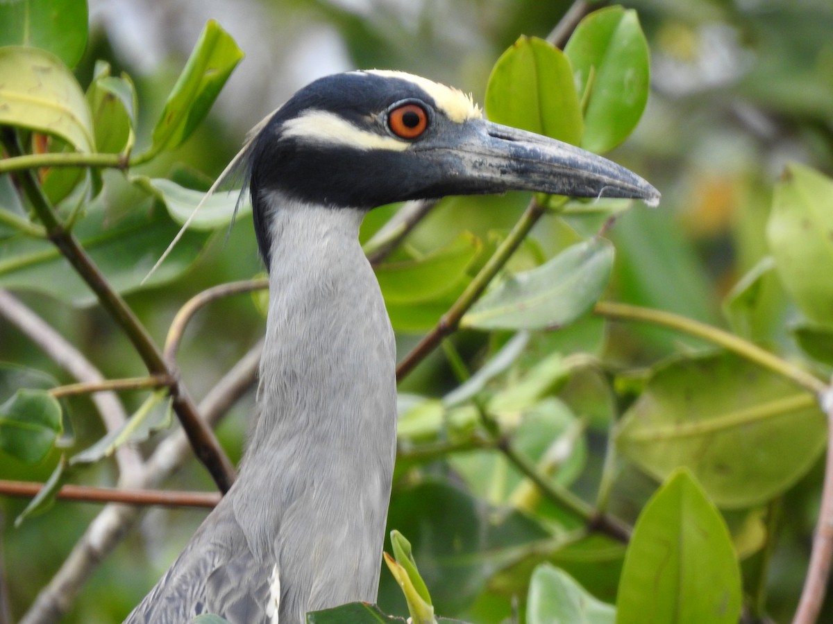 Yellow-crowned Night Heron - ML303685821