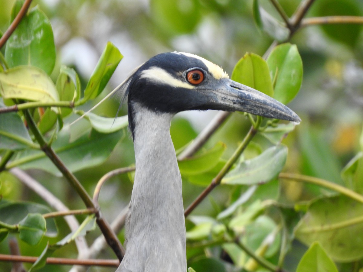 Yellow-crowned Night Heron - ML303685931