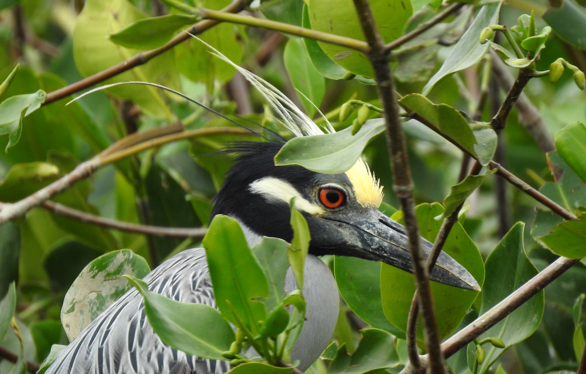 Yellow-crowned Night Heron - ML303685971