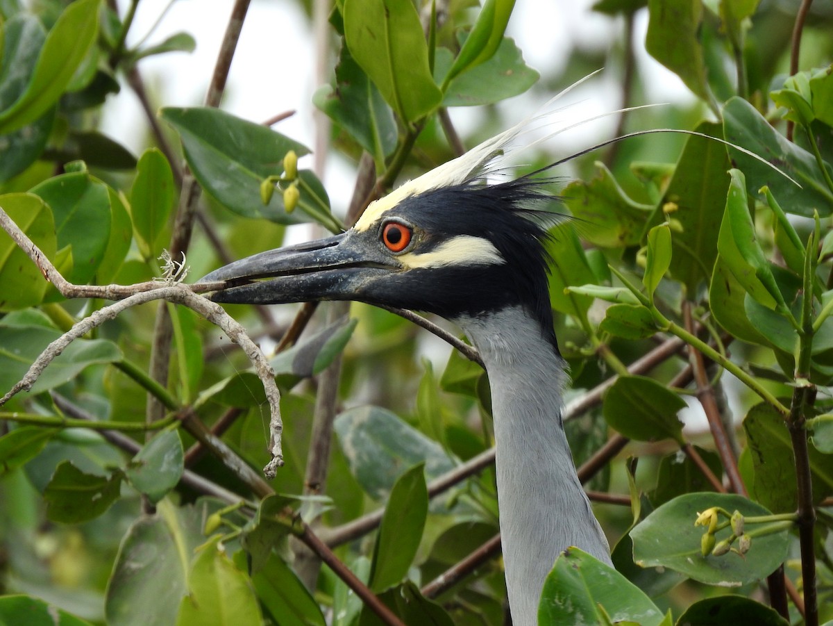 Yellow-crowned Night Heron - ML303685991