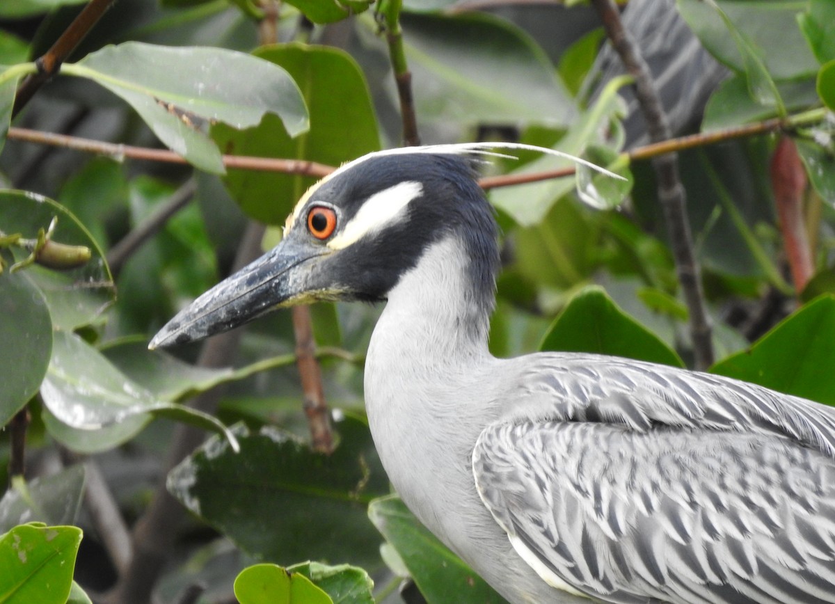 Yellow-crowned Night Heron - ML303686011