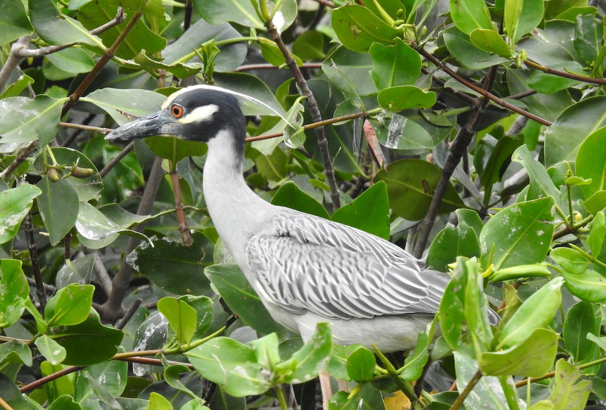 Yellow-crowned Night Heron - ML303686031