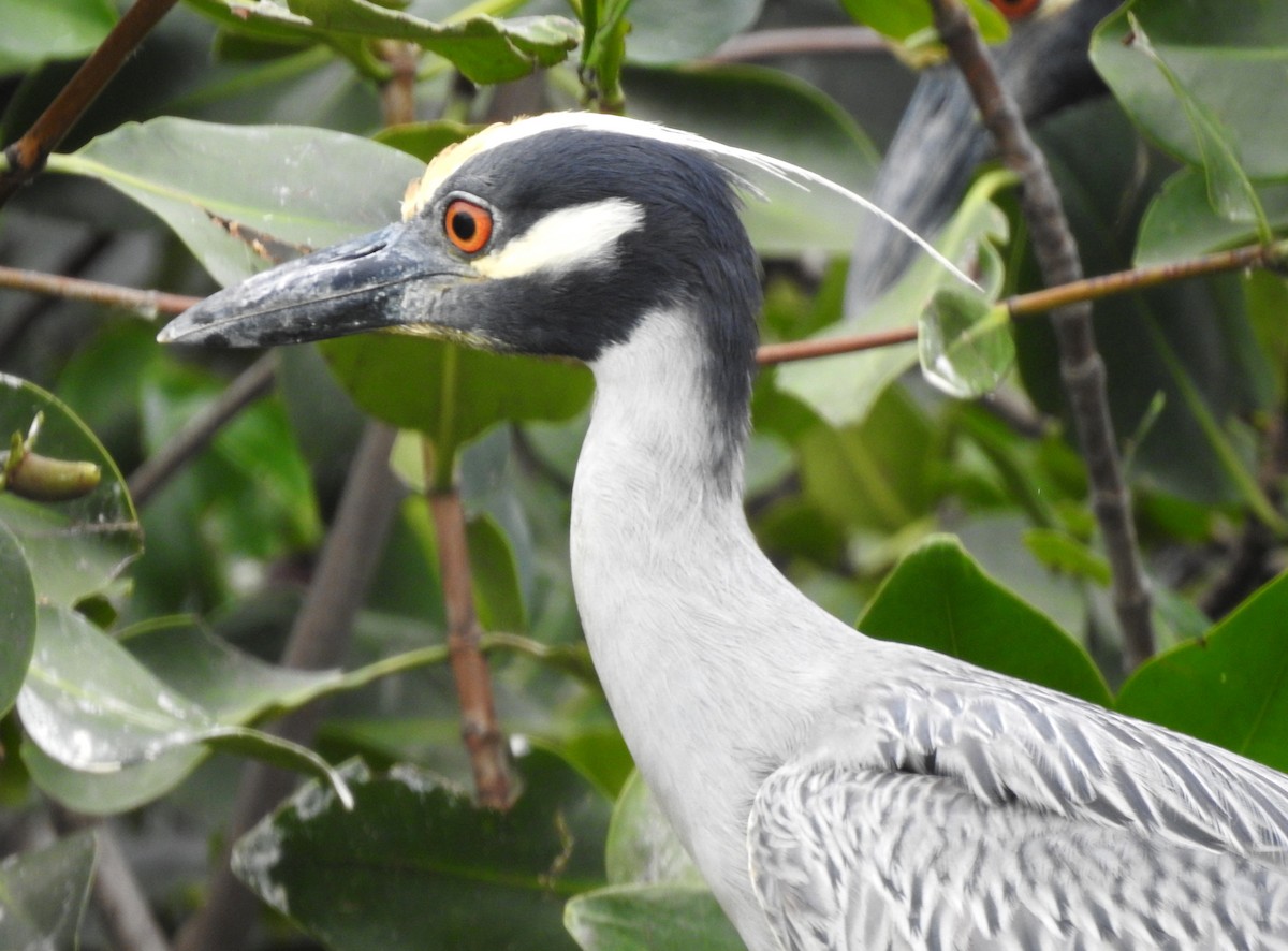 Yellow-crowned Night Heron - ML303686061