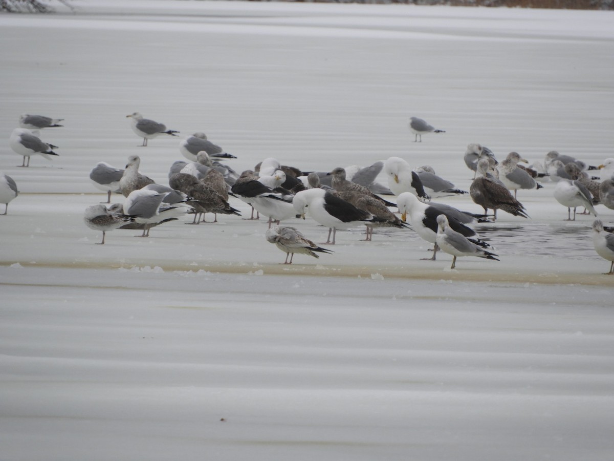 Great Black-backed Gull - ML303688331