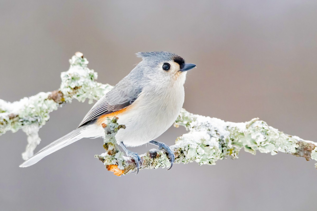 Tufted Titmouse - ML303689851