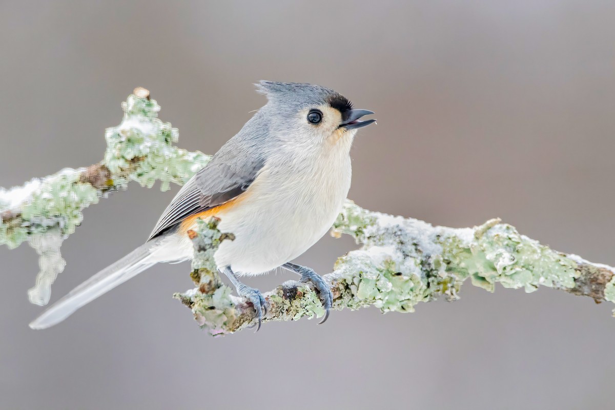 Tufted Titmouse - ML303689861