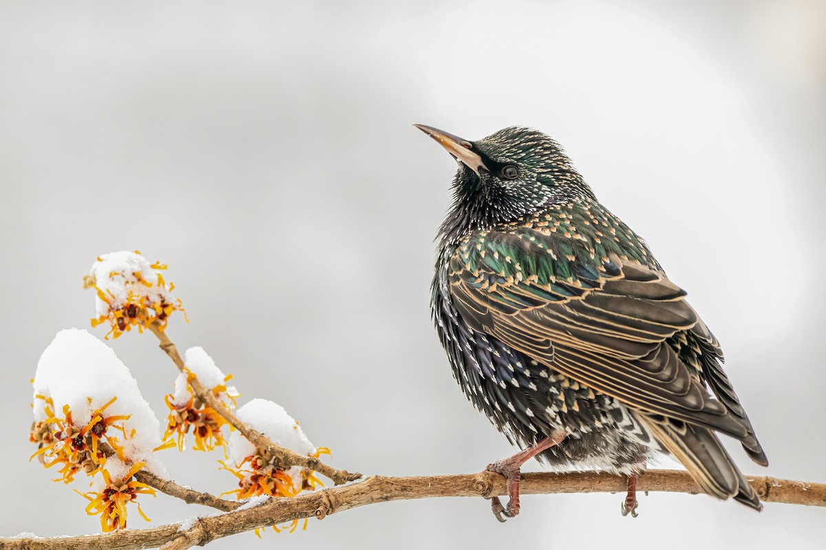 European Starling - ML303690021