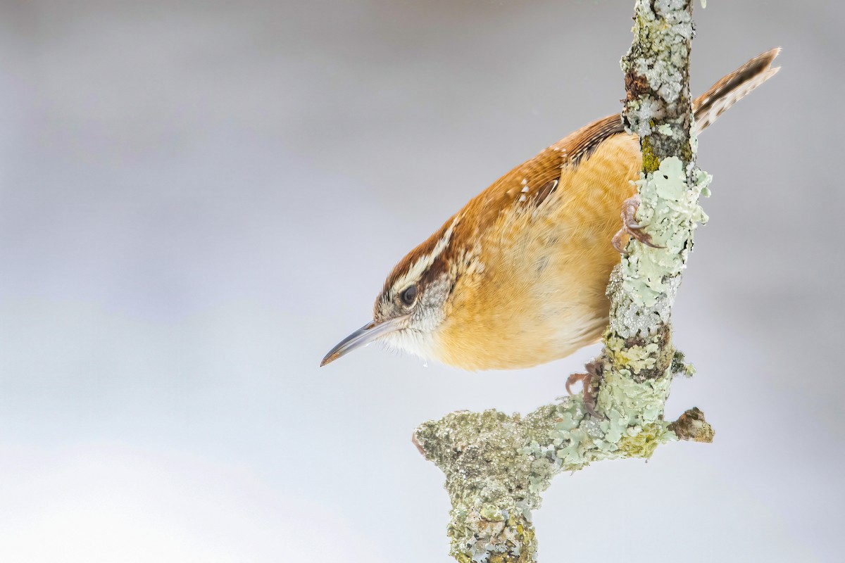 Carolina Wren - ML303690111