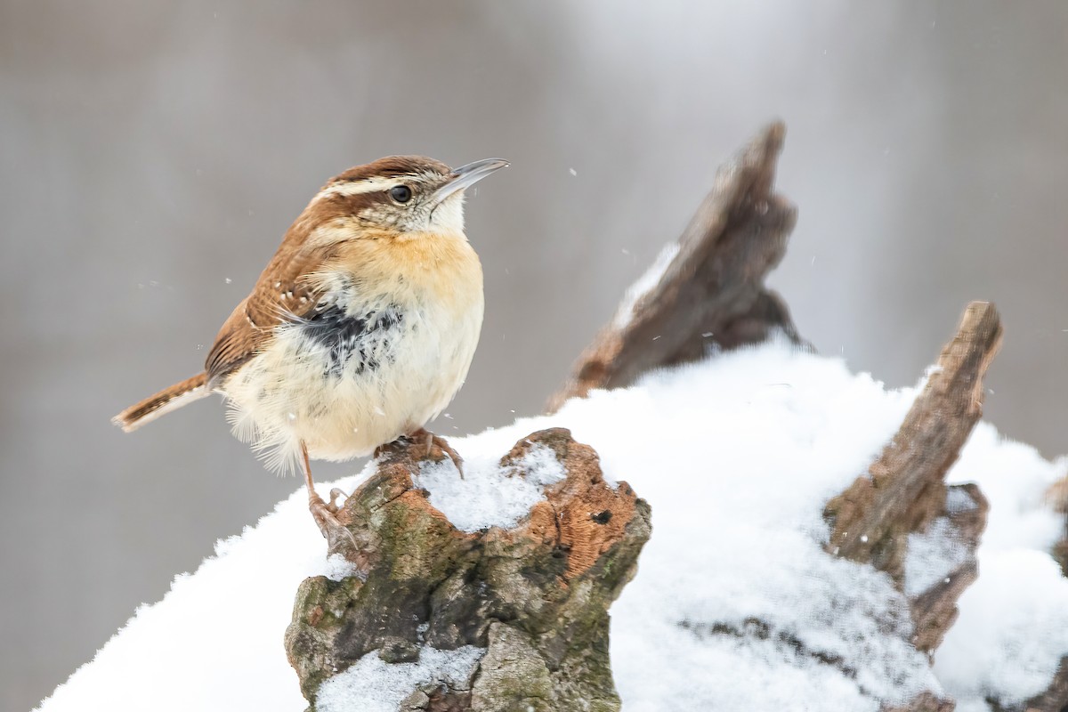 Carolina Wren - ML303690131