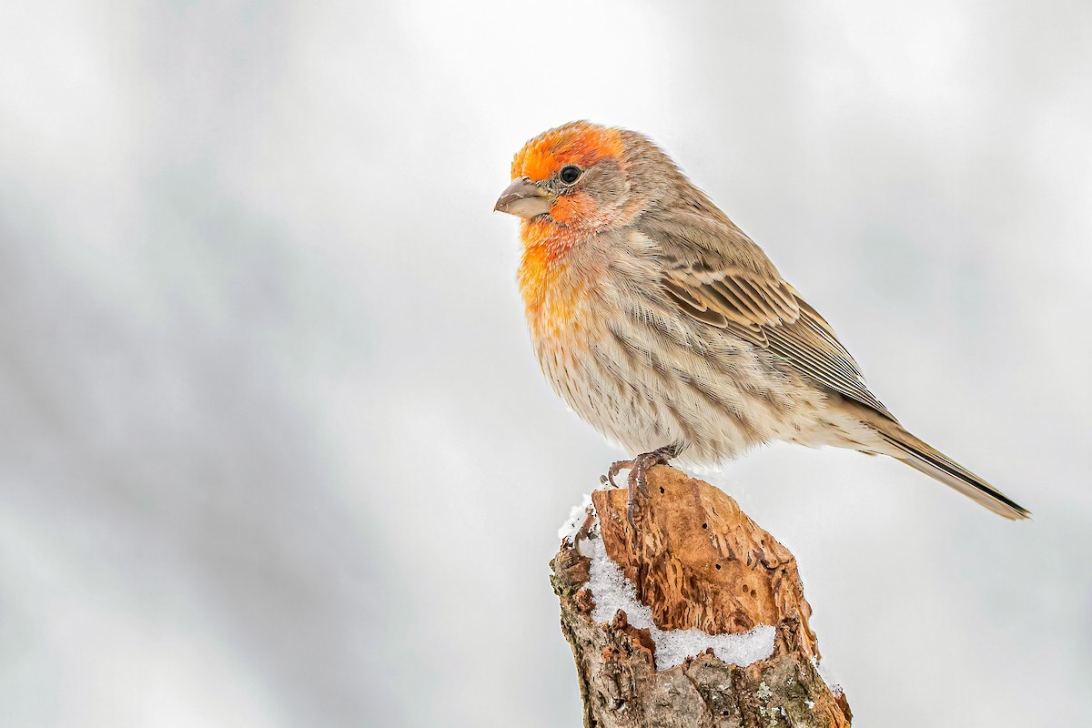 House Finch - Matthew Plante