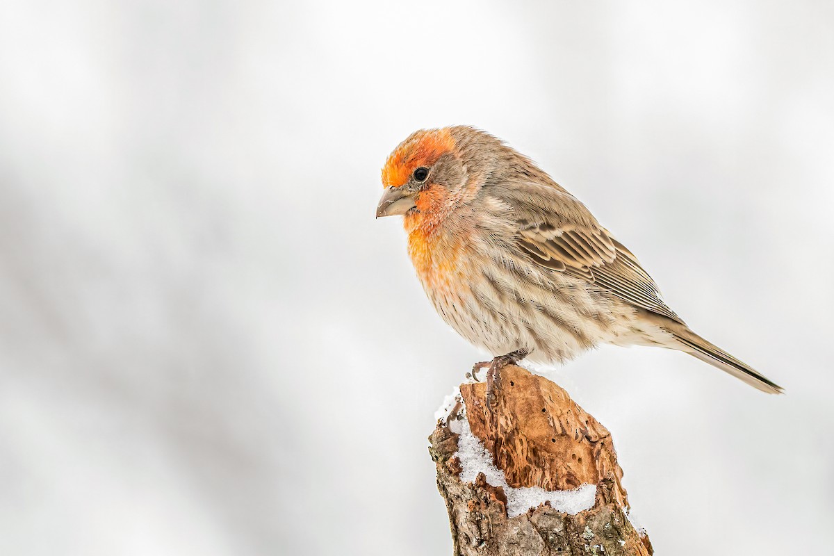 House Finch - ML303690181