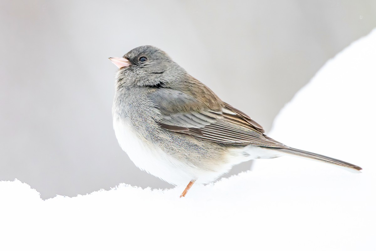 Dark-eyed Junco (Slate-colored) - ML303690241